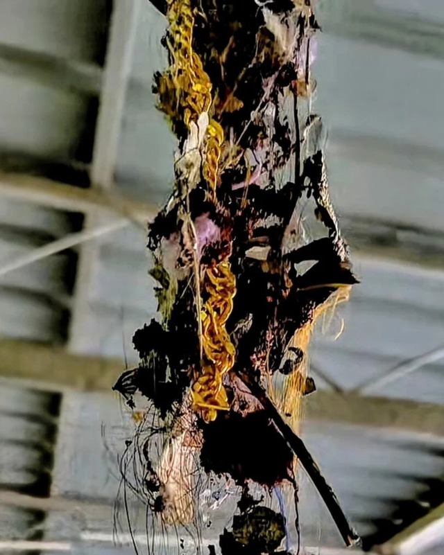 Ngó vào tổ chim, người đàn ông sửng sốt tìm thấy vàng: Chuyện xảy ra sau đó khiến anh day dắt không thôi - Ảnh 2.