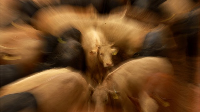 Mỹ đều đặn thả 20 triệu con ruồi xám ăn thịt xuống Panama: Lý do là gì? - Ảnh 4. Mỹ đều đặn thả 20 triệu con ruồi xám ăn thịt xuống Panama: Lý do là gì? - Ảnh 4.