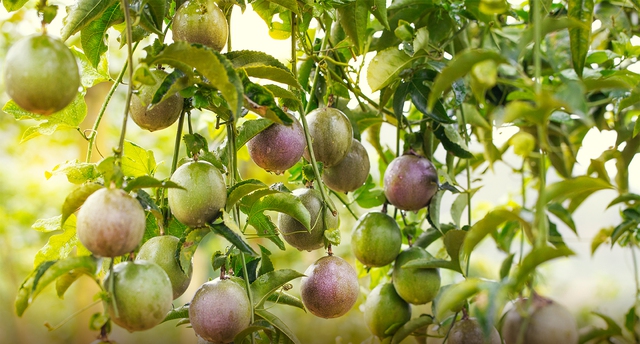 Loại quả giúp Việt Nam thu về chục triệu đô/tháng, chất lượng hàng đầu thế giới - Ảnh 1.