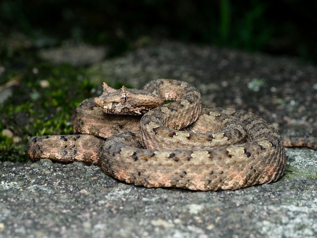 Loài rắn có sừng chỉ có ở Việt Nam: "Mất tích" nhiều thập kỷ, khiến giới khoa học quốc tế đổ về tìm kiếm - Ảnh 1.