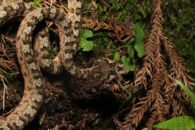 Loài rắn có sừng chỉ có ở Việt Nam: "Mất tích" nhiều thập kỷ, khiến giới khoa học quốc tế đổ về tìm kiếm - Ảnh 3.