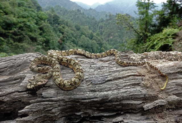 Loài rắn có sừng chỉ có ở Việt Nam: "Mất tích" nhiều thập kỷ, khiến giới khoa học quốc tế đổ về tìm kiếm - Ảnh 5.