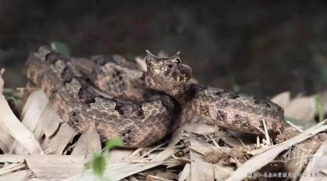 Loài rắn có sừng chỉ có ở Việt Nam: "Mất tích" nhiều thập kỷ, khiến giới khoa học quốc tế đổ về tìm kiếm - Ảnh 6.