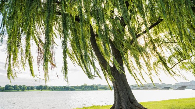 4 loại cây tưởng lành hoá dữ: Đẹp mấy cũng đừng trồng trước nhà kẻo hối không kịp - Ảnh 2.