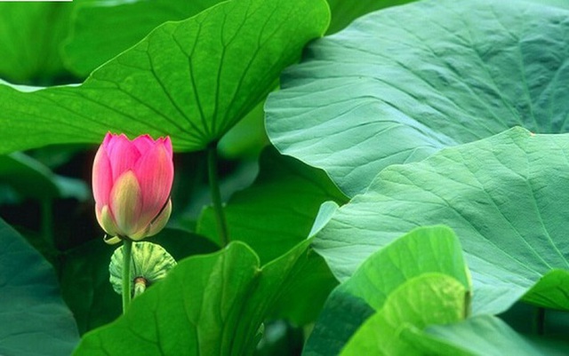 Việt Nam có loại lá dân dã, dùng pha nước uống giúp “quét sạch” mỡ máu, cực tốt cho gan - Ảnh 1.