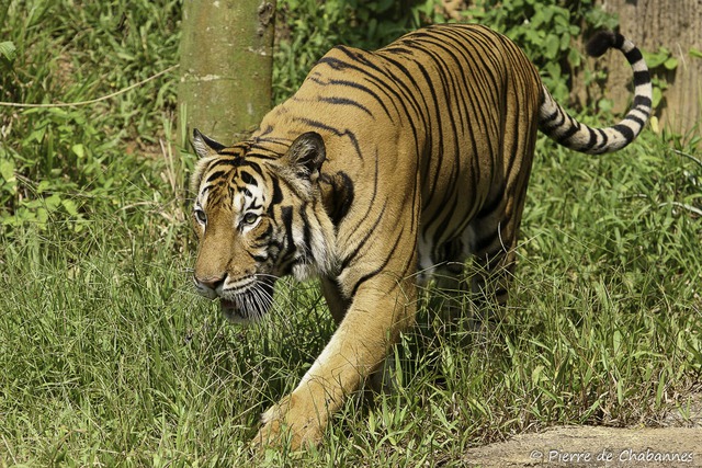 Loài vật quý hiếm bậc nhất hành tinh: Còn chưa đến 150 cá thể hoang dã và là biểu tượng của một quốc gia - Ảnh 5.