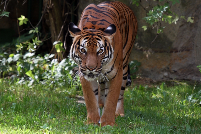 Loài vật quý hiếm bậc nhất hành tinh: Còn chưa đến 150 cá thể hoang dã và là biểu tượng của một quốc gia - Ảnh 2.