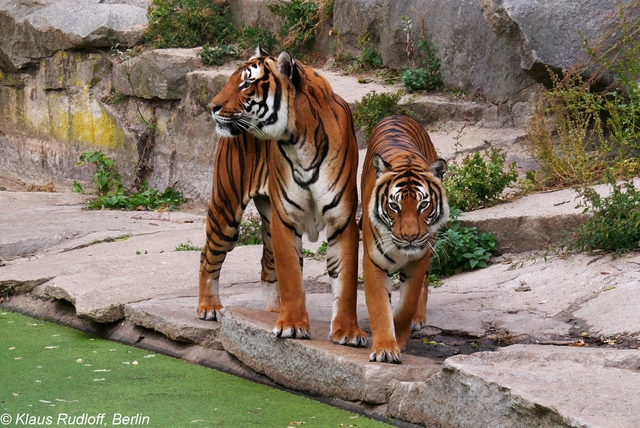 Loài vật quý hiếm bậc nhất hành tinh: Còn chưa đến 150 cá thể hoang dã và là biểu tượng của một quốc gia - Ảnh 1.