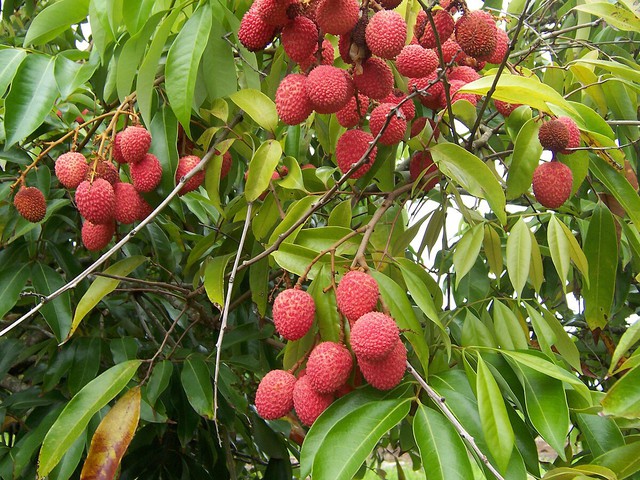 Trung Quốc, Mỹ, Anh thi nhau 'chốt đơn' 1 loại quả Việt Nam: Vitamin C vượt xa chanh, bổ gan, hạ mỡ máu - Ảnh 1.