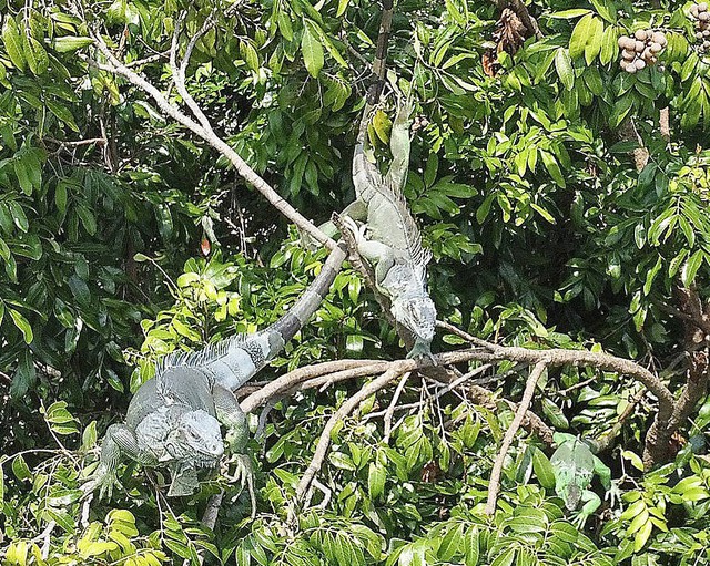 Treo thưởng hơn 300 triệu đồng bắt loài xâm lấn gây hại, người dân đổ xô tham gia săn lùng - Ảnh 5.