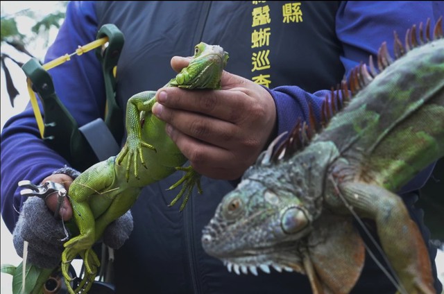 Treo thưởng hơn 300 triệu đồng bắt loài xâm lấn gây hại, người dân đổ xô tham gia săn lùng - Ảnh 9.
