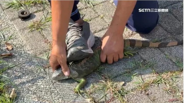 Treo thưởng hơn 300 triệu đồng bắt loài xâm lấn gây hại, người dân đổ xô tham gia săn lùng - Ảnh 3.