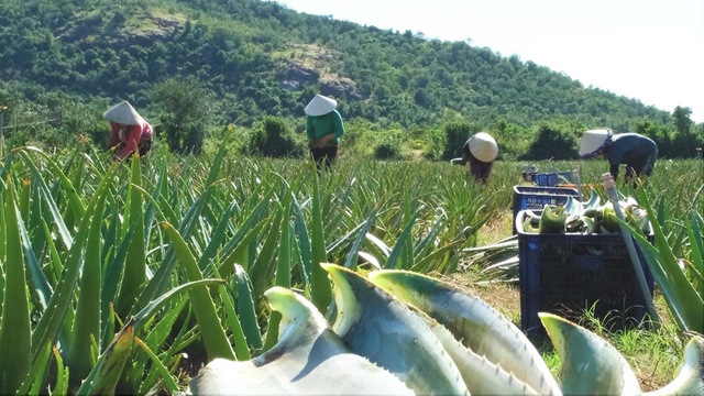 Việt Nam sở hữu loài cây nha đam "đổi đời" người nông dân, xuất khẩu hơn 20 nước - Ảnh 2. Việt Nam sở hữu loài cây nha đam "đổi đời" người nông dân, xuất khẩu hơn 20 nước - Ảnh 2.