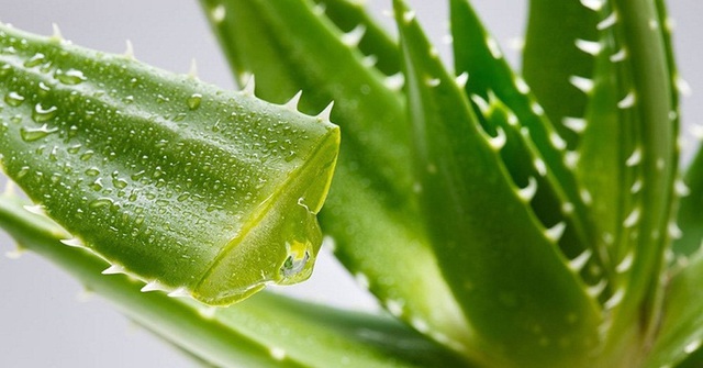 Việt Nam sở hữu loài cây nha đam "đổi đời" người nông dân, xuất khẩu hơn 20 nước - Ảnh 1. Việt Nam sở hữu loài cây nha đam "đổi đời" người nông dân, xuất khẩu hơn 20 nước - Ảnh 1.