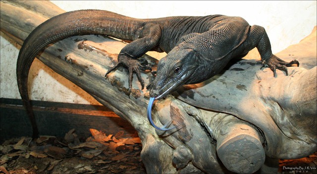 Loài kỳ đà lớn thứ 2 thế giới ở Việt Nam: Dài hơn cả một chiếc bàn ăn, bơi như cá, leo như khỉ - Ảnh 2.