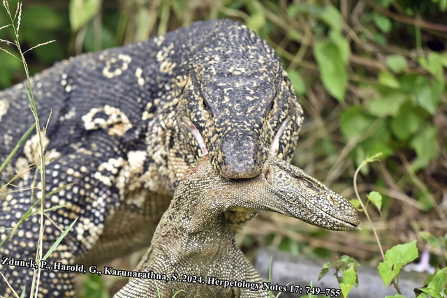 Loài kỳ đà lớn thứ 2 thế giới ở Việt Nam: Dài hơn cả một chiếc bàn ăn, bơi như cá, leo như khỉ - Ảnh 3.