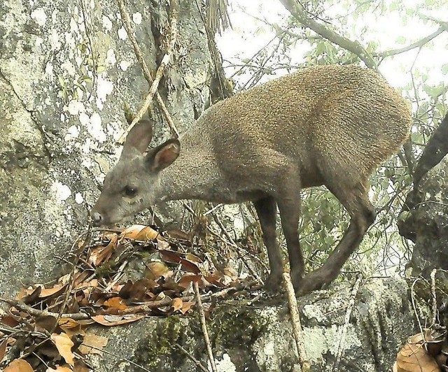 Loài vật quý hiếm chỉ còn dưới 50 cá thể ở Việt Nam: Cặp răng nanh như kiếm nhưng hiền lành đến khó tin - Ảnh 4.