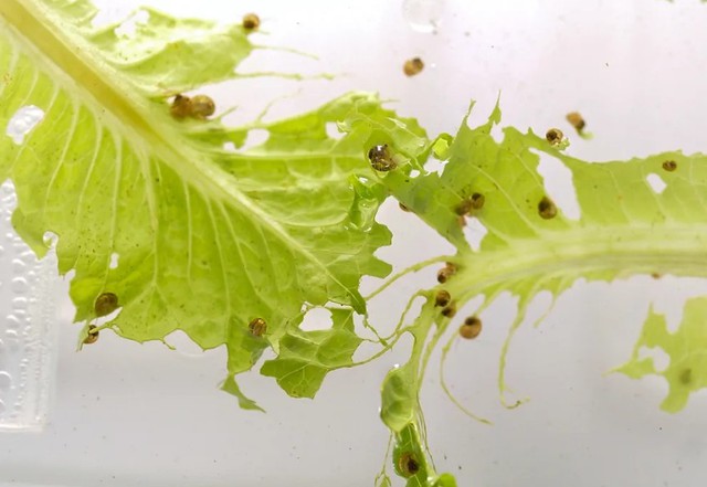 Loài vật có thể "mọc lại" cả nhãn cầu: Phát hiện mới mở kỳ vọng cho y học tái tạo của con người - Ảnh 3.