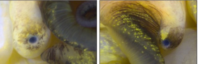 Loài vật có thể "mọc lại" cả nhãn cầu: Phát hiện mới mở kỳ vọng cho y học tái tạo của con người - Ảnh 2.