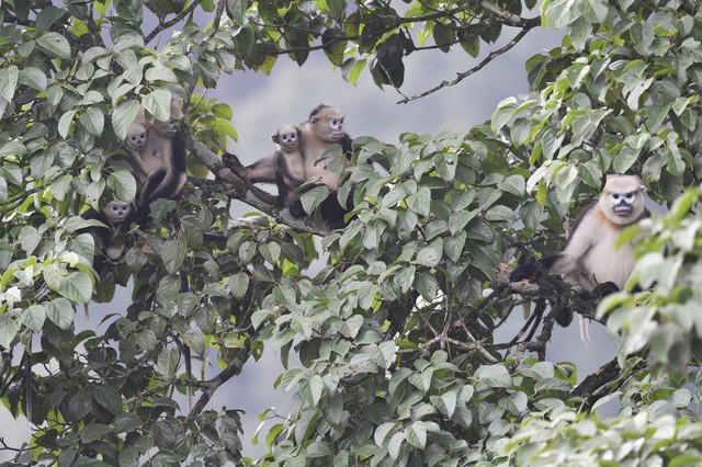 Loài chưa từng xuất hiện ngoài Việt Nam: Chỉ còn khoảng 200 cá thể, nguy cơ biến mất vĩnh viễn - Ảnh 4. Loài chưa từng xuất hiện ngoài Việt Nam: Chỉ còn khoảng 200 cá thể, nguy cơ biến mất vĩnh viễn - Ảnh 4.