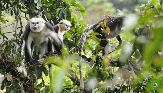 Loài chưa từng xuất hiện ngoài Việt Nam: Chỉ còn khoảng 200 cá thể, nguy cơ biến mất vĩnh viễn - Ảnh 2. Loài chưa từng xuất hiện ngoài Việt Nam: Chỉ còn khoảng 200 cá thể, nguy cơ biến mất vĩnh viễn - Ảnh 2.