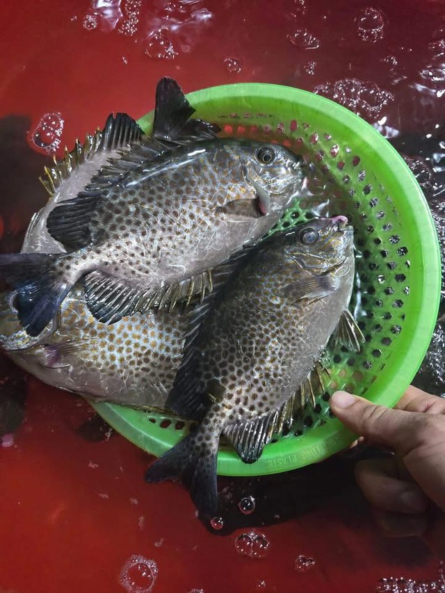 Loại cá được mệnh danh là "cá thuốc Bắc" vì bổ máu, rẻ hơn cá thu, ít tanh, cực phổ biến ở Quảng Ninh - Ảnh 4.