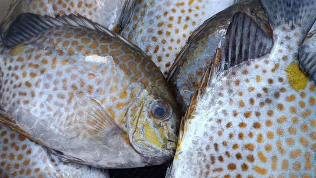 Loại cá được mệnh danh là "cá thuốc Bắc" vì bổ máu, rẻ hơn cá thu, ít tanh, cực phổ biến ở Quảng Ninh - Ảnh 1.