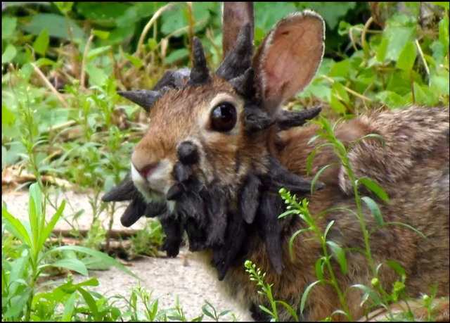 Sinh vật mọc 'sừng' kỳ dị liên tục xuất hiện giữa nước Mỹ: Cư dân lo sợ khiến giới khoa học vào cuộc - Ảnh 1.