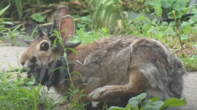 Sinh vật mọc 'sừng' kỳ dị liên tục xuất hiện giữa nước Mỹ: Cư dân lo sợ khiến giới khoa học vào cuộc - Ảnh 2.