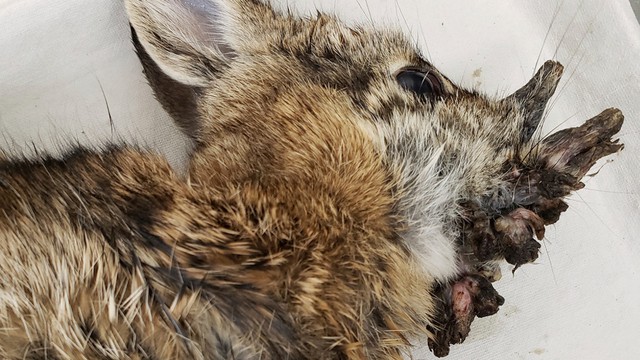 Sinh vật mọc 'sừng' kỳ dị liên tục xuất hiện giữa nước Mỹ: Cư dân lo sợ khiến giới khoa học vào cuộc - Ảnh 4.