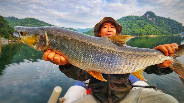 "Cọp nước" cá Măng sông Đà: Hung dữ không loài cá nước ngọt nào sánh nổi; càng nặng càng đắt giá - Ảnh 2. "Cọp nước" cá Măng sông Đà: Hung dữ không loài cá nước ngọt nào sánh nổi; càng nặng càng đắt giá - Ảnh 2.