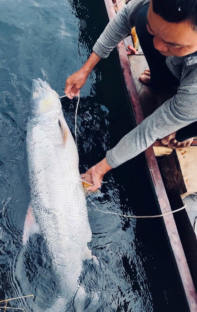 "Cọp nước" cá Măng sông Đà: Hung dữ không loài cá nước ngọt nào sánh nổi; càng nặng càng đắt giá - Ảnh 3. "Cọp nước" cá Măng sông Đà: Hung dữ không loài cá nước ngọt nào sánh nổi; càng nặng càng đắt giá - Ảnh 3.