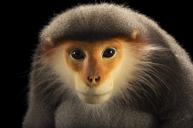 Loài vật chỉ có ở Việt Nam: Đẹp bậc nhất thế giới, còn chưa tới 2.500 cá thể, nguy cơ tuyệt chủng cận kề - Ảnh 4.