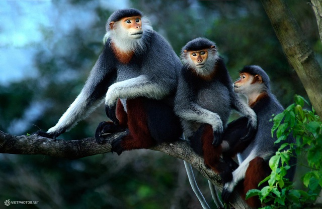 Loài vật chỉ có ở Việt Nam: Đẹp bậc nhất thế giới, còn chưa tới 2.500 cá thể, nguy cơ tuyệt chủng cận kề - Ảnh 2.