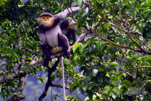 Loài vật chỉ có ở Việt Nam: Đẹp bậc nhất thế giới, còn chưa tới 2.500 cá thể, nguy cơ tuyệt chủng cận kề - Ảnh 1.