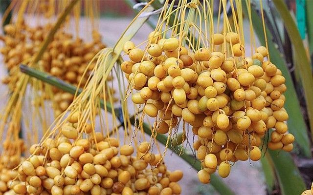 Loại quả được ví như "đường tự nhiên", ngọt mà không hại, giá rẻ hơn cherry, ăn tươi hay khô đều ngon - Ảnh 1.