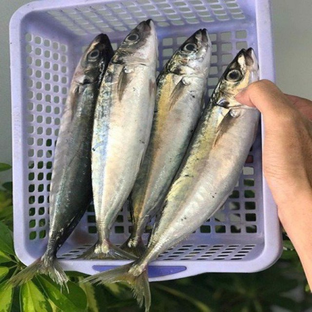 Loại cá ở Việt Nam được nói vui "chưa nấu đã chín nhừ", là cá biển nhưng rẻ, bổ không thua cá đắt tiền - Ảnh 3.