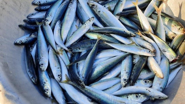 Loại cá ở Việt Nam được nói vui "chưa nấu đã chín nhừ", là cá biển nhưng rẻ, bổ không thua cá đắt tiền - Ảnh 1.
