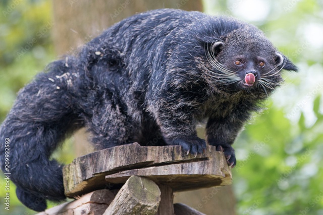 Loài động vật quý hiếm có mùi bắp rang bơ, đang đối mặt với nguy cơ tuyệt chủng tại Việt Nam, chỉ còn số lượng rất ít trong tự nhiên - Ảnh 1.