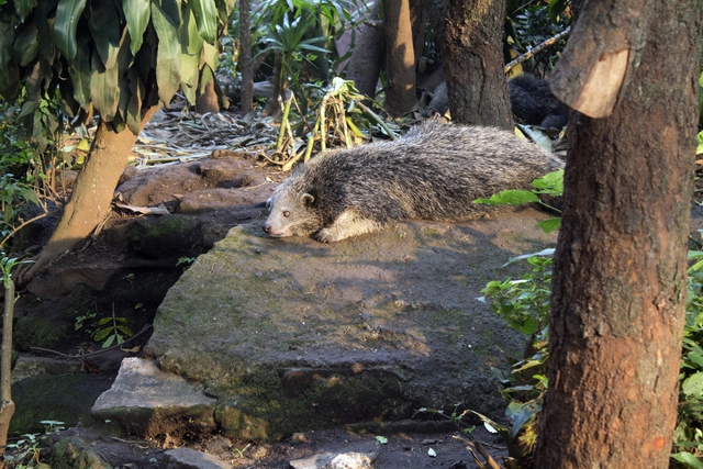 Loài động vật quý hiếm có mùi bắp rang bơ, đang đối mặt với nguy cơ tuyệt chủng tại Việt Nam, chỉ còn số lượng rất ít trong tự nhiên - Ảnh 3.