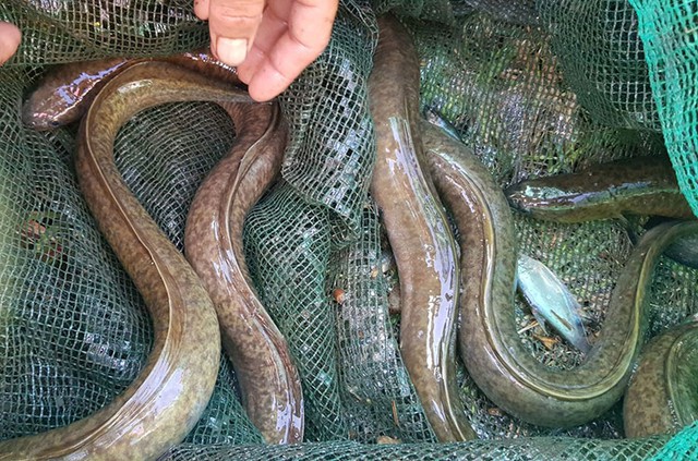 Loại cá được ví như "linh dược của đàn ông", phổ biến ở miền Trung và miền Tây, giá có thể vài triệu/con - Ảnh 3.