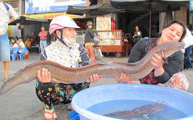 Loại cá được ví như "linh dược của đàn ông", phổ biến ở miền Trung và miền Tây, giá có thể vài triệu/con - Ảnh 2.