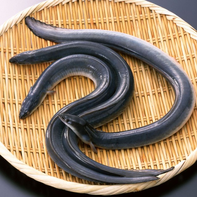 Loại cá được ví như "linh dược của đàn ông", phổ biến ở miền Trung và miền Tây, giá có thể vài triệu/con - Ảnh 1.