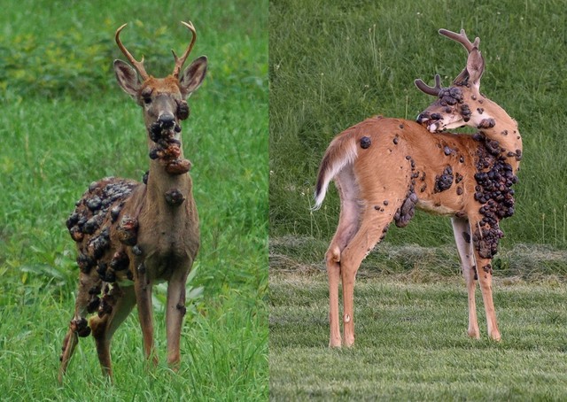 3 loài vật mọc 'sừng' kỳ dị liên tục xuất hiện giữa nước Mỹ: Cư dân lo sợ, giới khoa học vào cuộc giải mã - Ảnh 2.