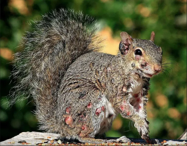 3 loài vật mọc 'sừng' kỳ dị liên tục xuất hiện giữa nước Mỹ: Cư dân lo sợ, giới khoa học vào cuộc giải mã - Ảnh 1.