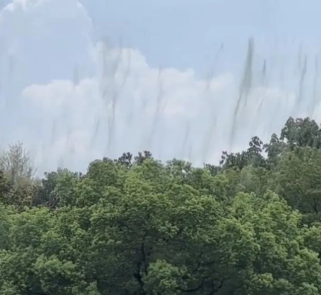 Cây cối ven Tây Hồ ở Trung Quốc đồng loạt liên tục "nhả khói", chuyên gia lập tức vào cuộc - Ảnh 1.