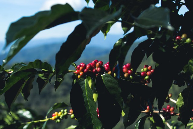 Nông dân có thể đổi đời từ loại hạt cà phê "245 tỷ USD": Bí quyết nằm ở chỗ "trồng dưới bóng râm" - Ảnh 2.