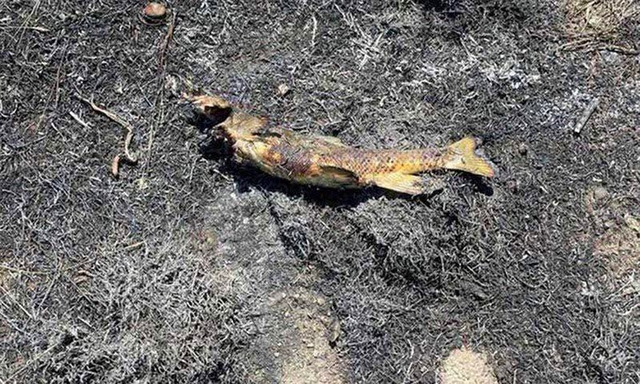 Canada: Cháy rừng do con cá từ trên trời rơi xuống! - Ảnh 2.