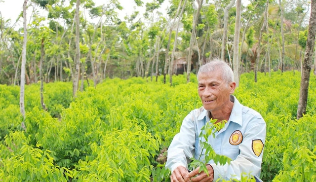Lão nông U80 thành tỷ phú nhờ rau ngót "ngọt như mì chính": Nơi trồng rất độc lạ - Ảnh 2.