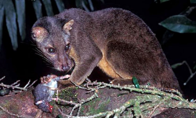 Loài vật Việt Nam quý hiếm bậc nhất hành tinh: Chỉ biết qua 1 mẫu da duy nhất, 90 năm chưa tìm được thêm - Ảnh 2.